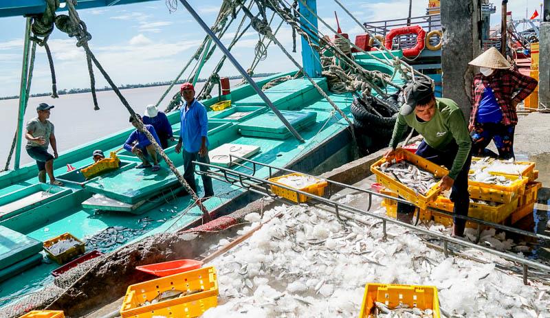 Can Tho kiem tra, kiem soat doi voi hoat dong khai thac thuy san cua tau ca tren bien va tai cang ca. Anh: Phuong Anh