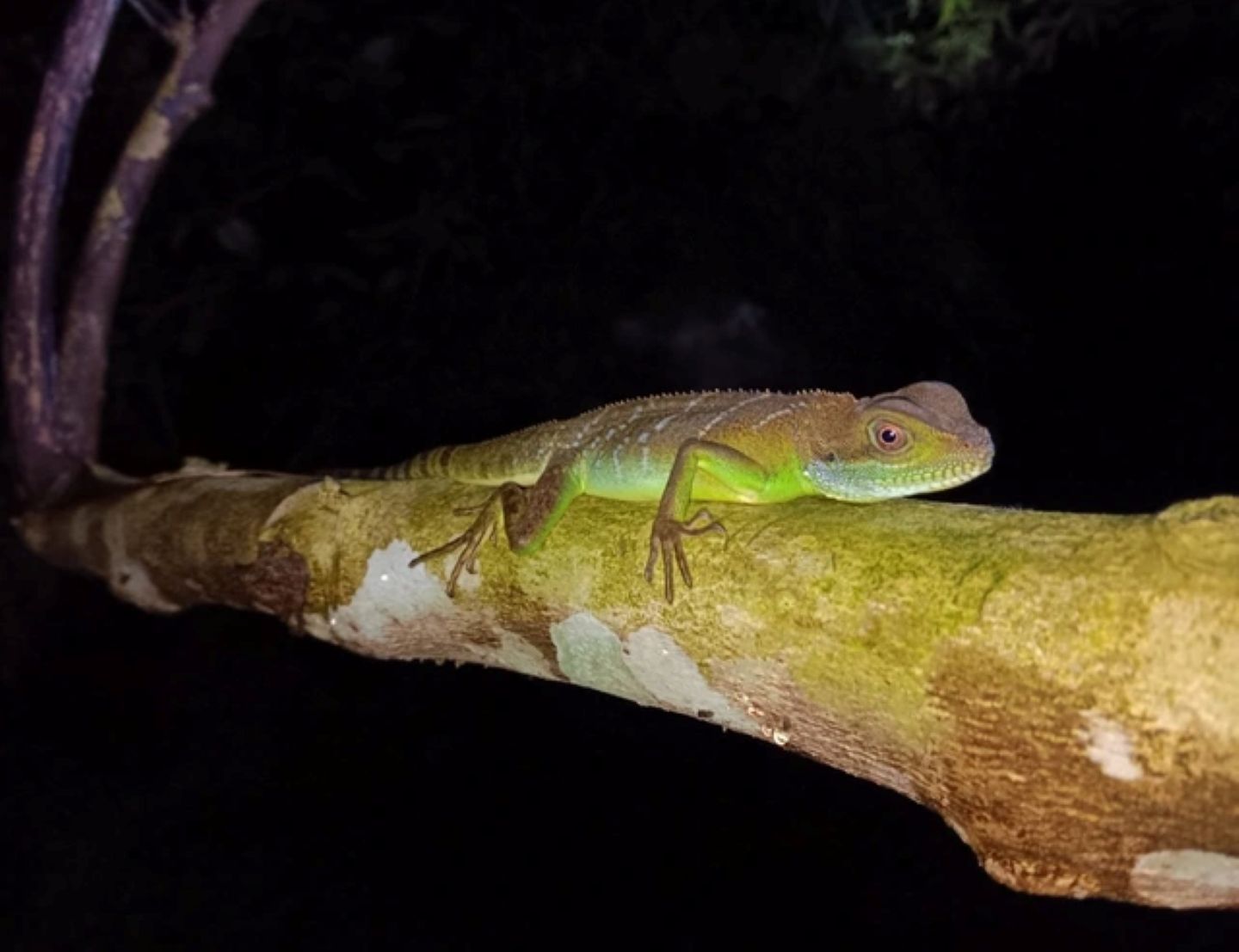 タインホアで発見された尾の短いアースドラゴンは古代のトカゲの形をしています。写真: プルオン自然保護区