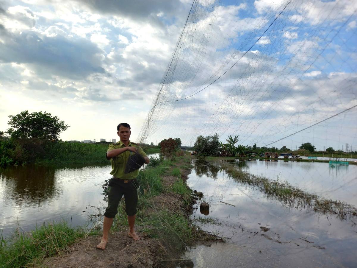 호치민시에서 하늘새를 전멸시키는 수백 미터의 그물을 해체하고 파괴합니다. 사진: 산림 관리국