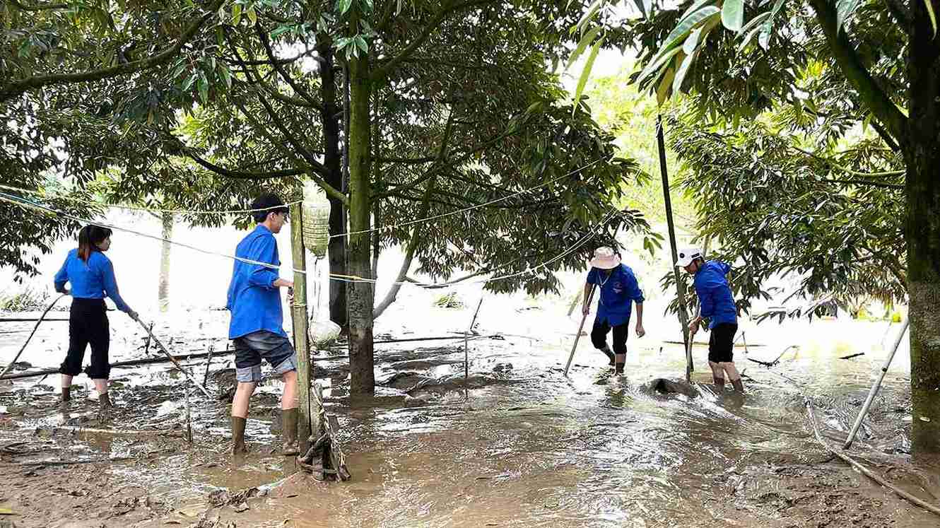Les deux communes Cat Tien et Cat Tien 2 (Lam Dong) se concentrent sur la sauvegarde de leurs jardins privés après l'inondation. Photo de : Phuc Khanh