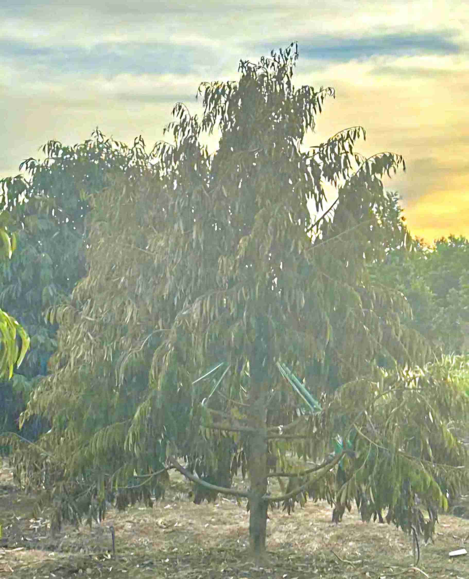 Nuoc rut khien sau rieng cua nguoi dan bi kho heo. Anh: Nguoi dan cung cap