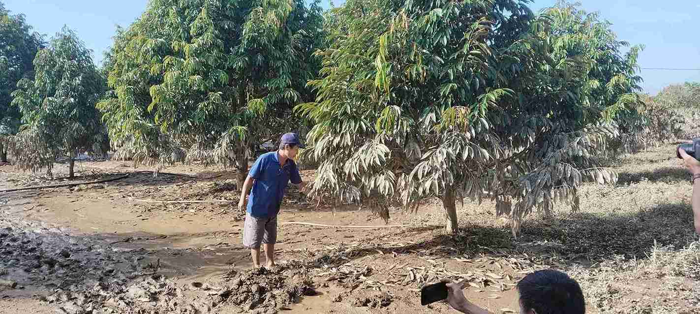 Vuon sau rieng cua gia dinh ong Nguyen Manh Cuong (thon Quang Ngai 1, xa Cat Tien) ngap bun dat sau lu. Anh: Phuc Khanh