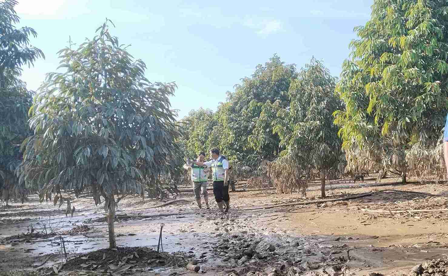 Can bo nganh nong nghiep tinh Lam Dong kiem tra, huong dan ky thuat giup nguoi dan cuu vuon sau rieng sau lu. Anh: Phuc Khanh