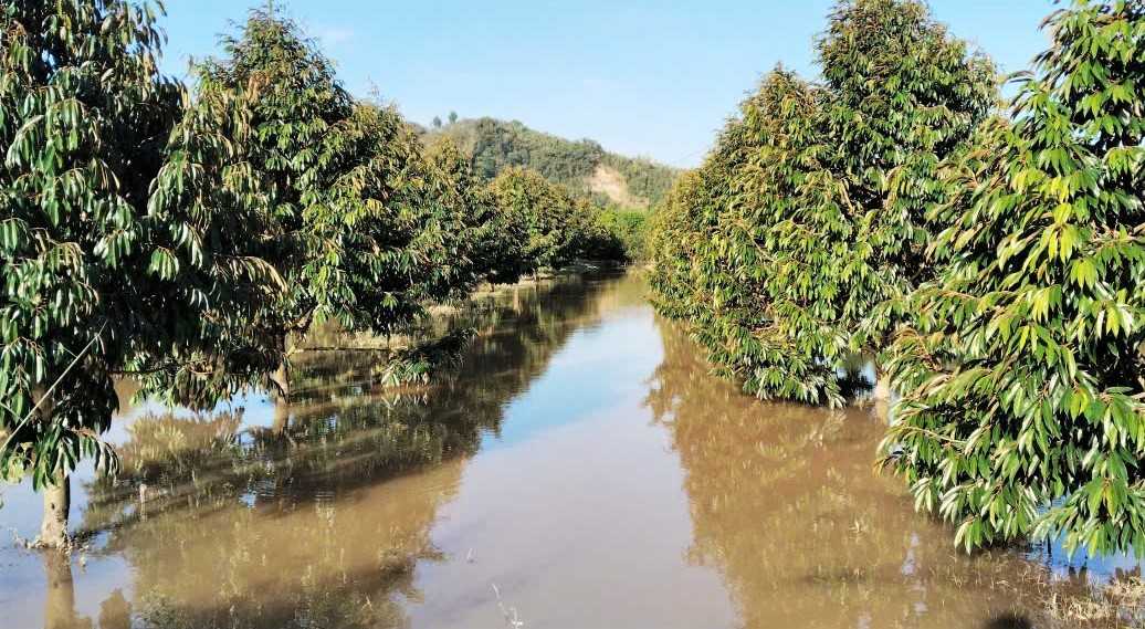 Vuon sau rieng cua nguoi dan xa Cat Tien bi nuoc lu song Dong Nai dan cao gay ngap nang. Anh: Phuc Khanh
