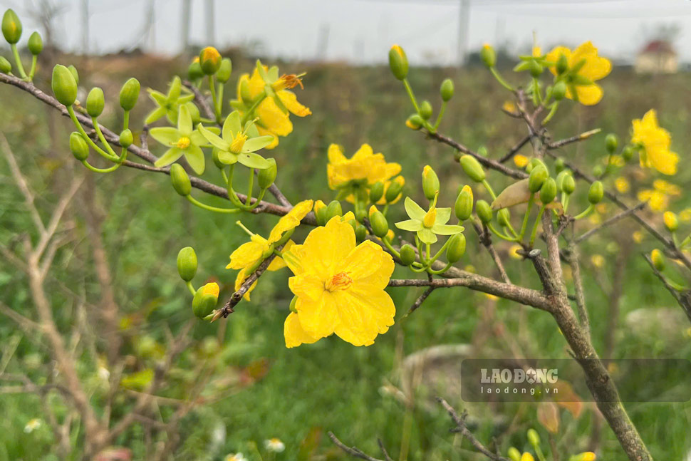 Mai no ro sau bao lu. Anh: Hoai Phuong