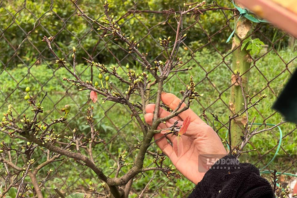 Nhieu chau mai trui la sau bao, dom nu som. Anh: Hoai Phuong