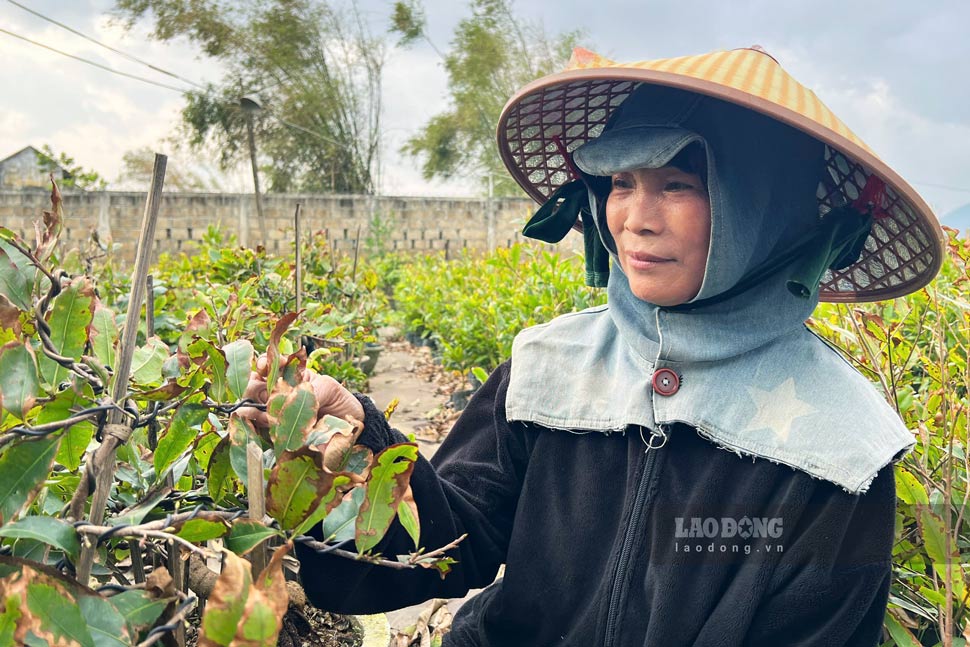 Vuon mai ba Hanh xo xac sau bao, nay them hu hai do lu. Anh: Hoai Phuong