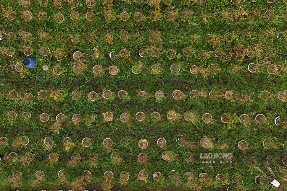 Hang loat chau mai vuon ong Tran Viet Hanh trui la, dom bong truoc Tet. Anh: Hoai Phuong