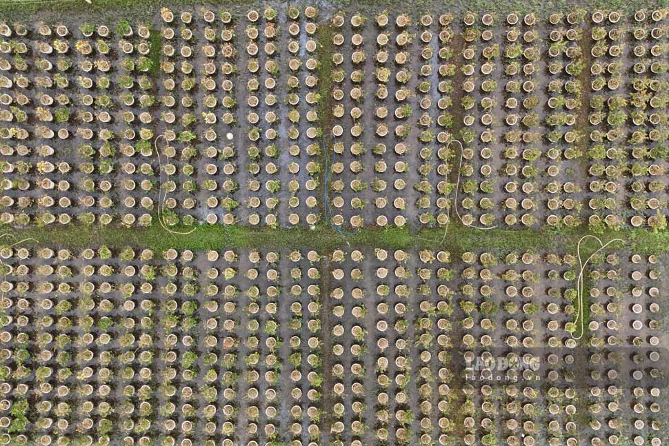 Nhieu ruong mai tai thon Trung Dinh van con ngap nuoc lu. Anh: Hoai Phuong