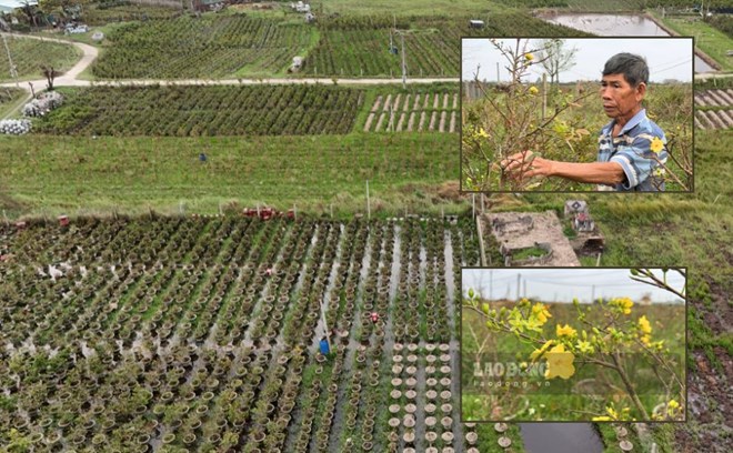 Bão lũ dồn dập tàn phá thủ phủ mai vàng miền Trung, nhiều người trắng tay, mất Tết