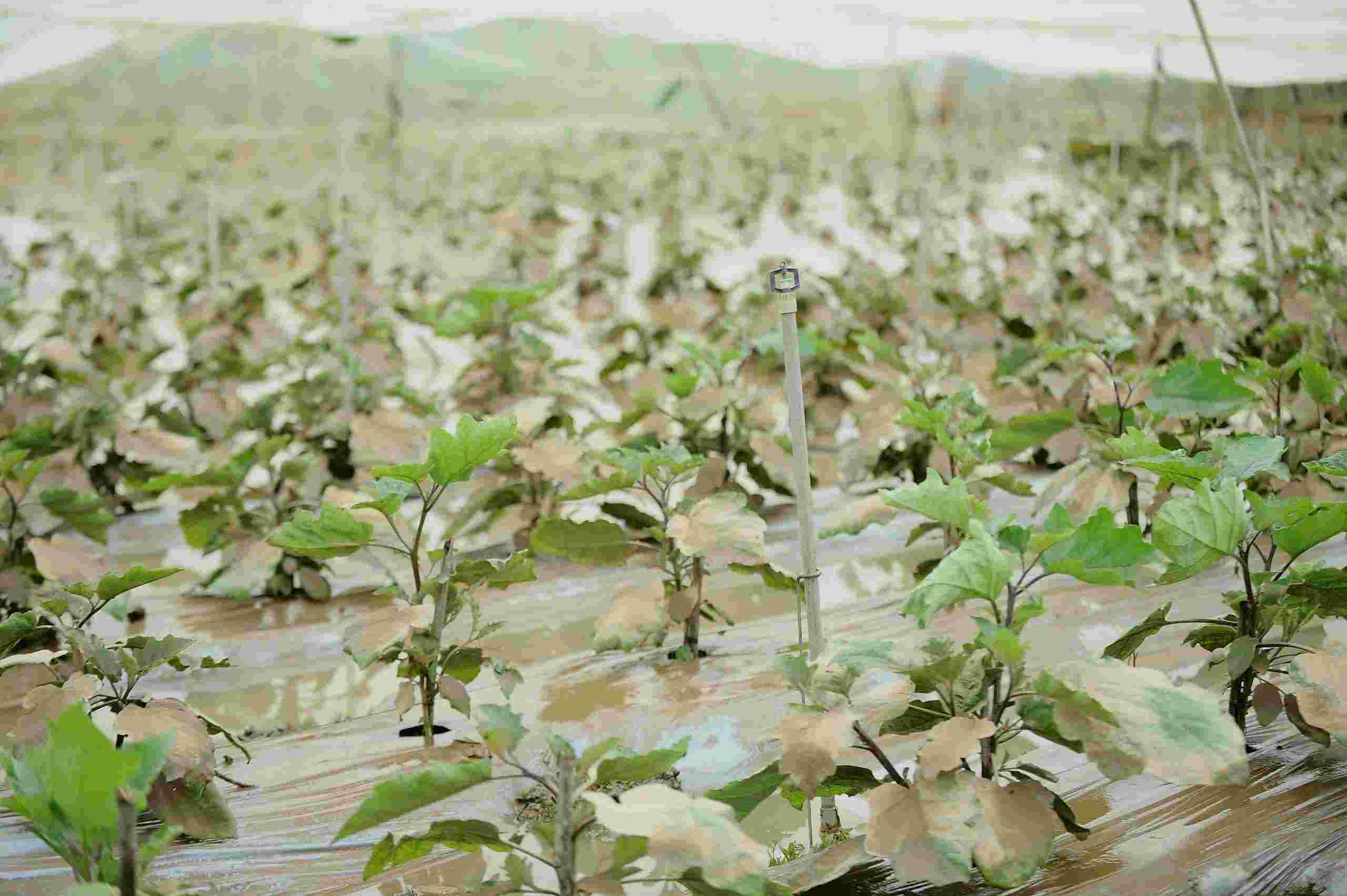 洪水と雨により、D'ran コミューン（ラムドン）の野菜生産地に大きな被害が発生しました。写真: フック・カーン