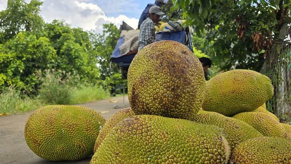 Vietnamesemit is considered a potential agricultural export product. Photo: VANPS
