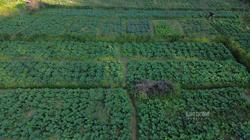 Nhung canh dong rau xanh muot. Anh: Dinh Dai