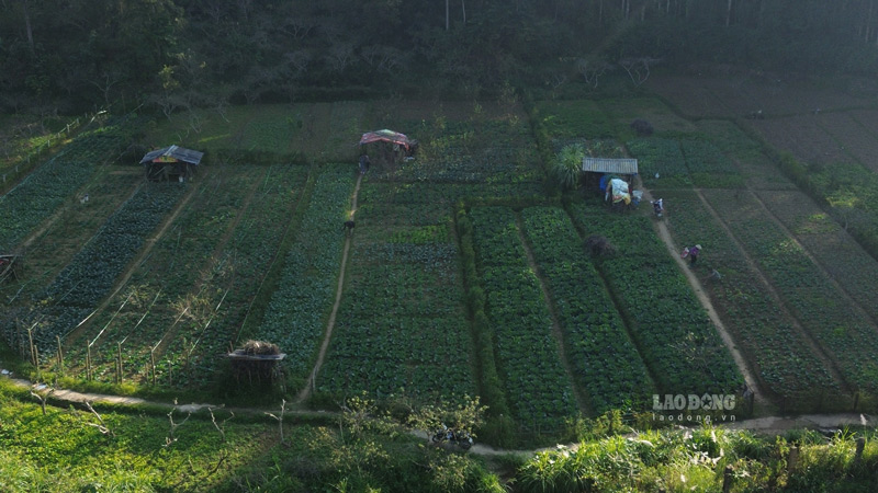 Nguoi dan mong mot mua mang boi thu khi rau duoc gia. Anh: Dinh Dai