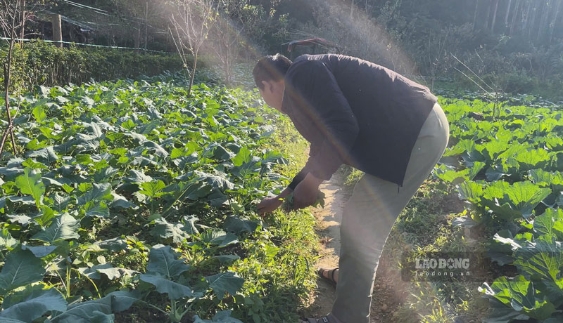 Cong tac cham rau, cuoc dat trong cung khan truong duoc trien khai. Anh: Dinh Dai