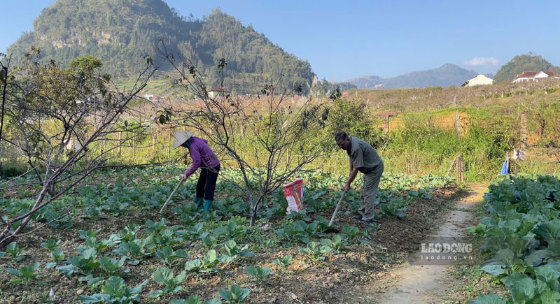 Nguoi dan xa Bac Ha, tinh Lao Cai cham soc rau vu dong xuan de cung ung dip le. Anh: Dinh Dai