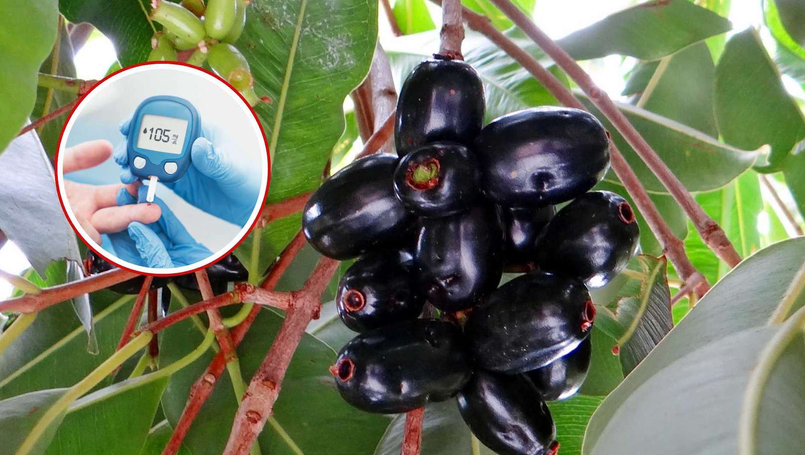 血糖値を効果的に下げるブドウ豆粉を飲む。グラフィック:Viet Hoang