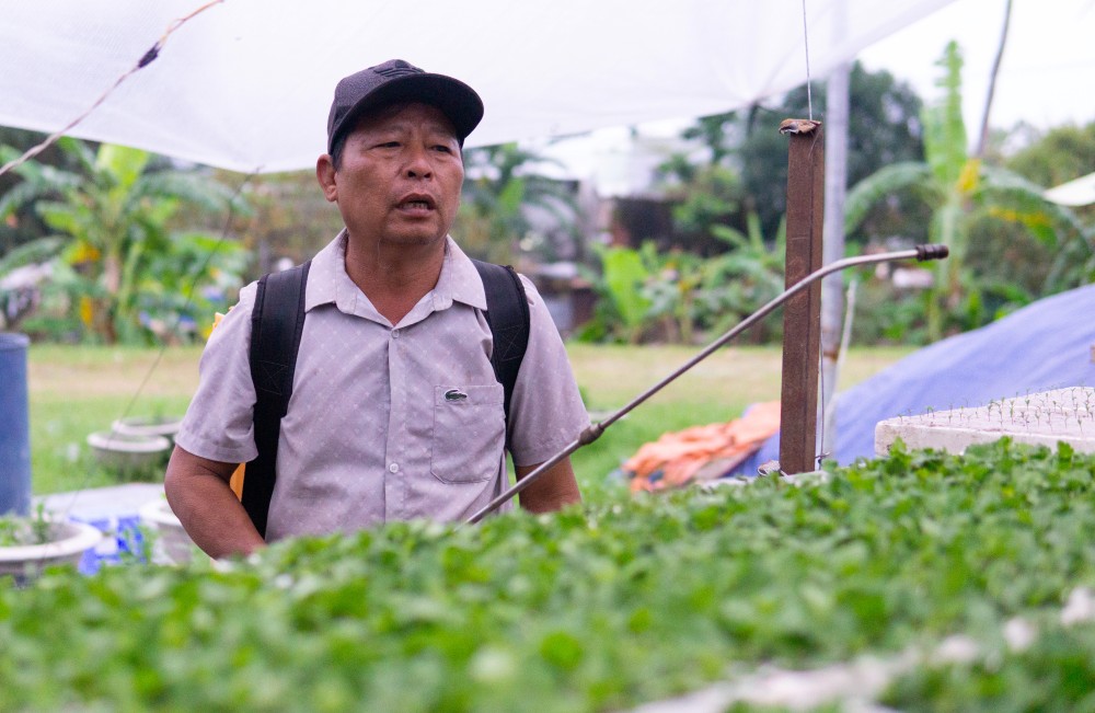 Prolonged heavy rain has caused pests and diseases to increase, flower gardens in Da Nang are worried before the Tet crop. Photo: Thanh Huyen