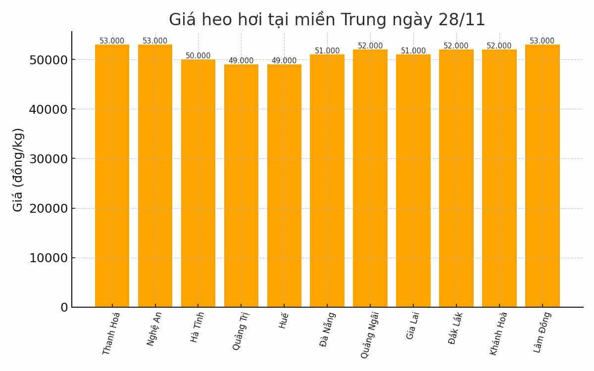 Gia heo hoi hom nay 28.11 tai khu vuc mien Trung - Tay Nguyen. Do hoa: Thuy Linh