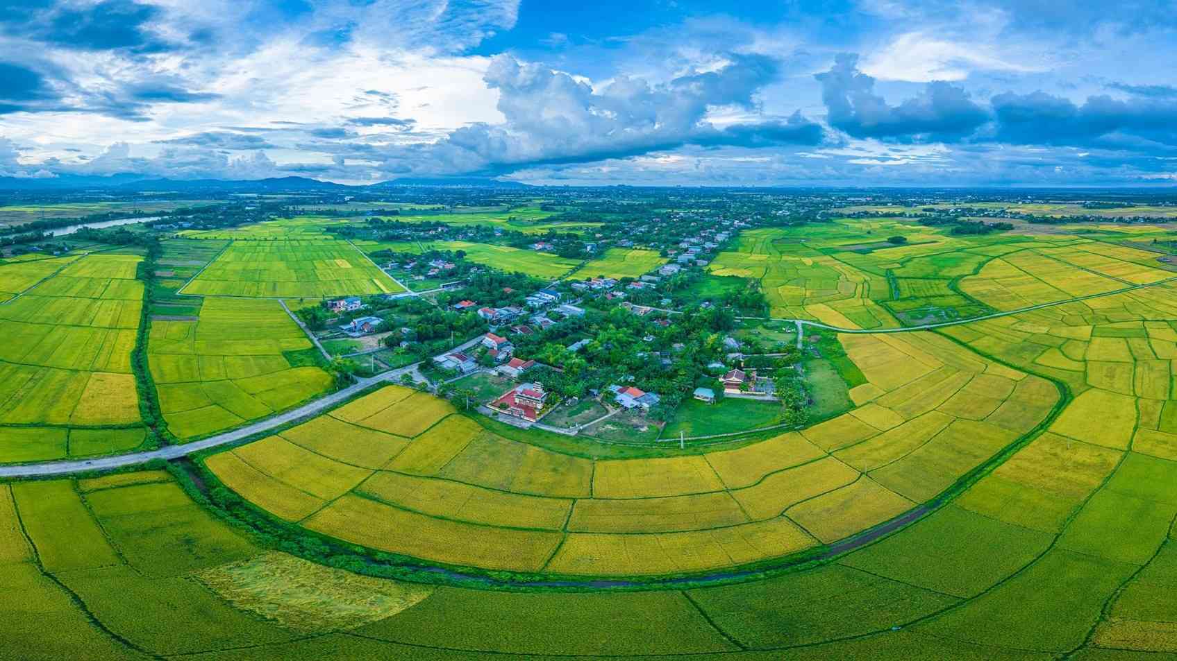 Vua lua Dien Ban (tinh Quang Nam cu) - vung nong thon tru phu cua Da Nang. Anh: Huu Tan