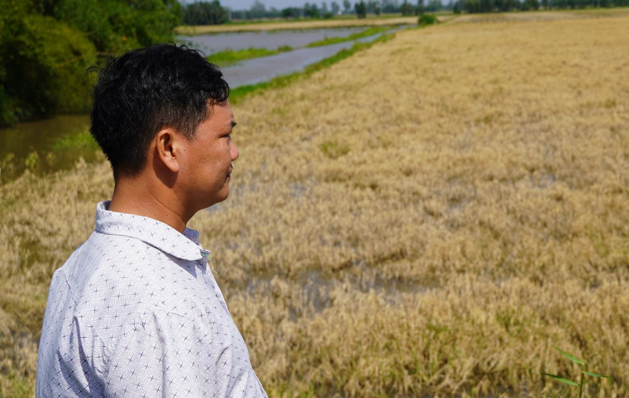 Water flooded many rice fields that could not be harvested
