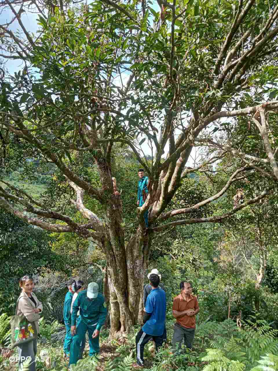 Cay que co thu o Tra My duoc cong nhan la cay di san. Anh” Ho Quang