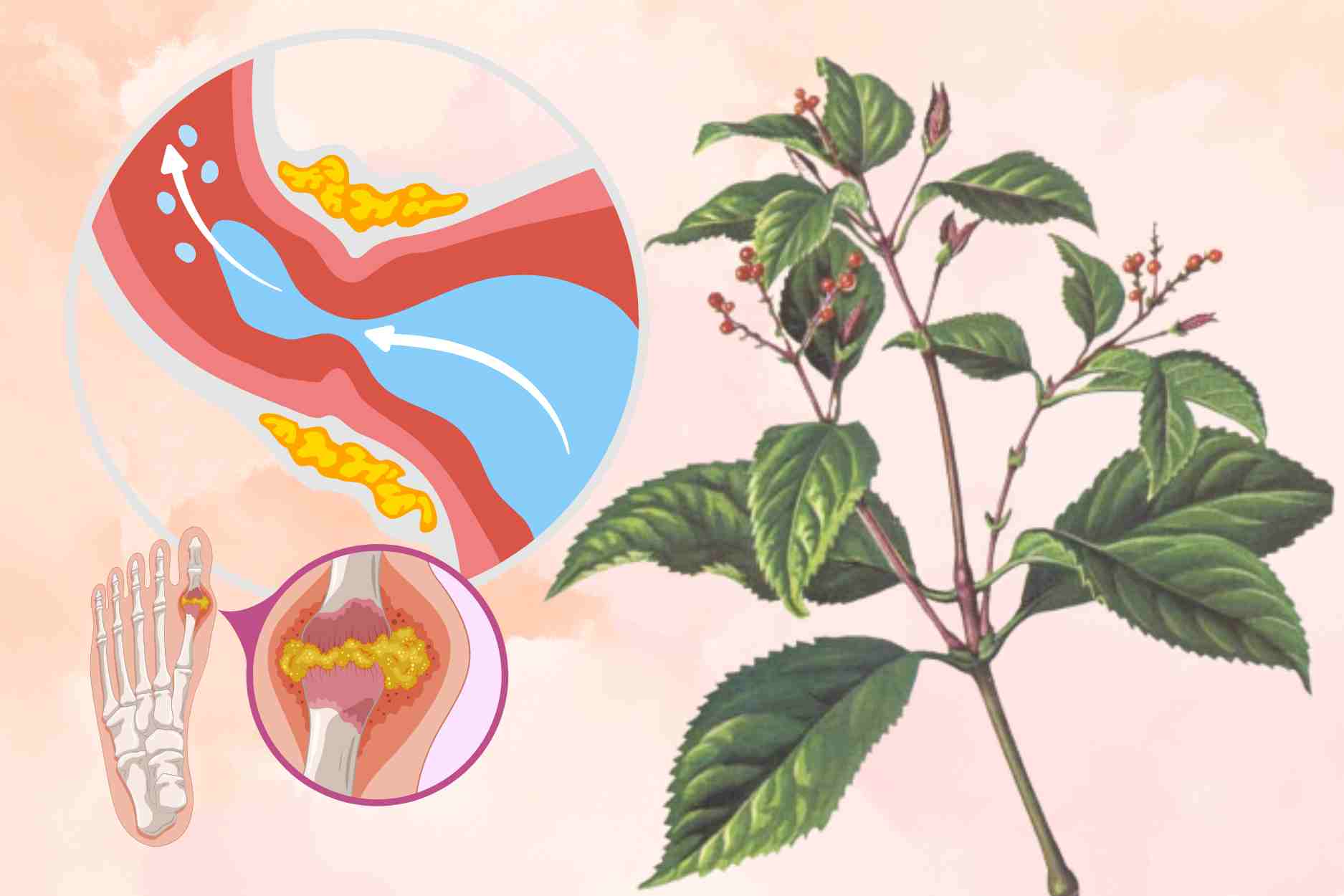 How to use wild wereft leaves to help lower uric acid at home