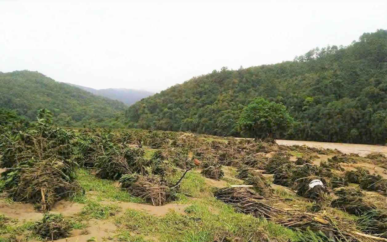 Vuon ca phe cua nguoi dan thon Da Nhinh 2 ven song Krong No bi lu cuon troi mat trang. Anh: Phuc Khanh