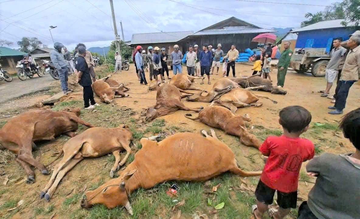 Theo thong ke, co gan 50 con bo, co nghiep cua nguoi dan xa Dam Rong 4 (Lam Dong) bi lu cuon troi. Anh: Chinh quyen cung cap.