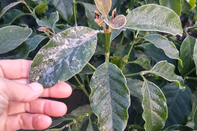 Suong muoi, bang gia tren cay ca phe tai ban Hom va ban Ne Nua, phuong Chieng Coi (anh chup sang ngay 28.11). Anh: Truong Son