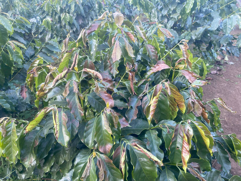 Suong muoi, bang gia lam chay la, tap ngon cay ca phe tai ban Hom, phuong Chieng Coi (anh chup chieu ngay 27.11). Anh: Truong Son