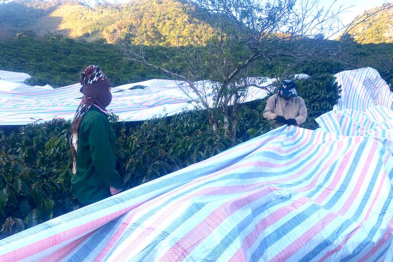 Nguoi dan phuong Chieng Coi che phu bat cho cay caphee de han che thiet hai do bang gia, suong muoi. Anh: Truong Son