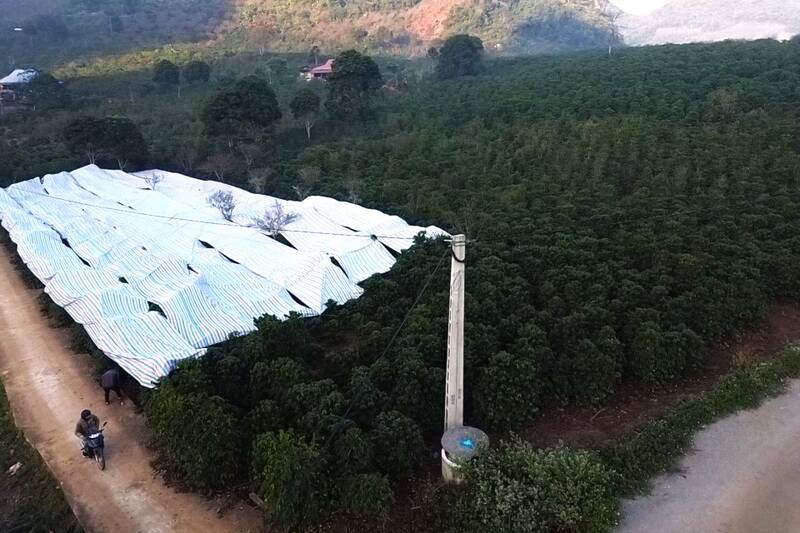 Chieng Coi phuong の住民は、コーヒーの木に氷点下の霜や霜を防ぎます。写真:Truong Son