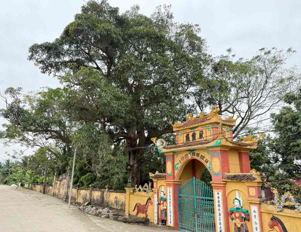 The muom tree in the area of the Lac mountain relic (Hai Phong) has been depicted in the forest for 7 centuries. Photo: Viet Cuong