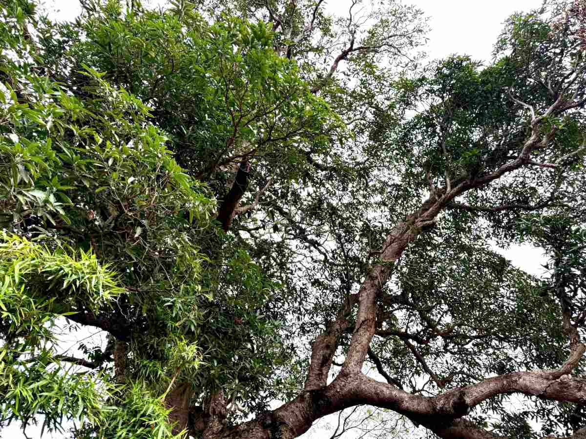 Cay muom xanh tot, ra hoa, ket trai quanh nam. Ảnh: Viet Cuong