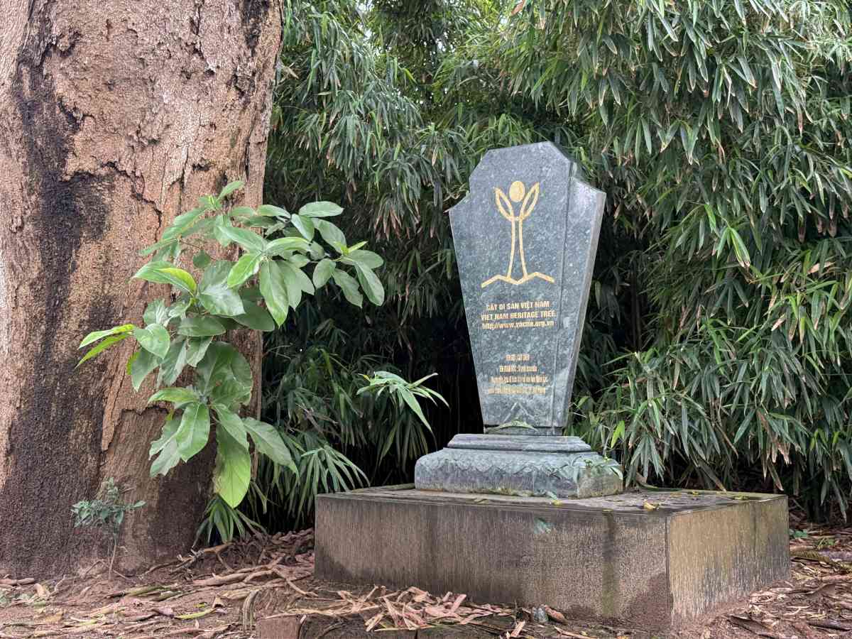 Cay muom duoc cong nhan Cay di san nam 2016. Ảnh: Viet Cuong