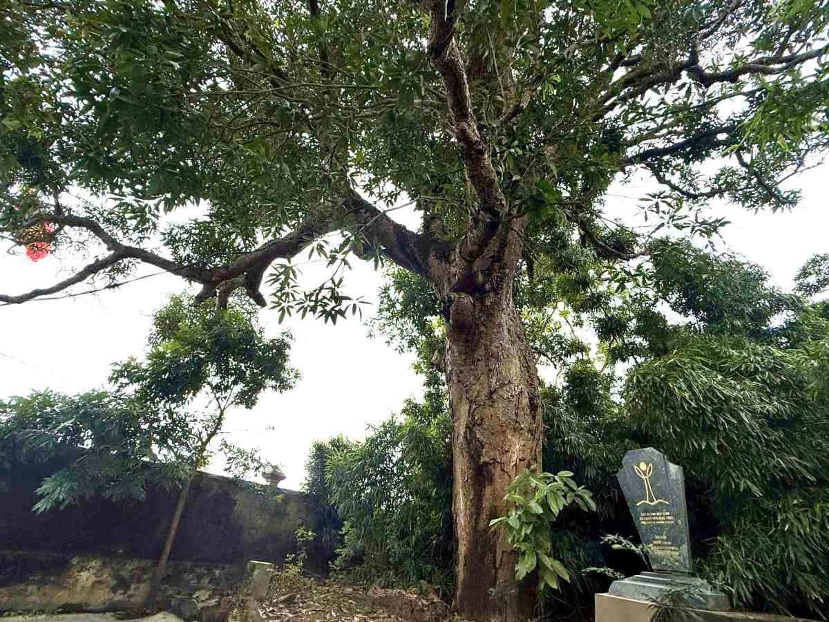 Cay muom tu lau tro thanh “bau vat“, niem tu hao cua nguoi dan Vinh Thuan. Ảnh: Viet Cuong