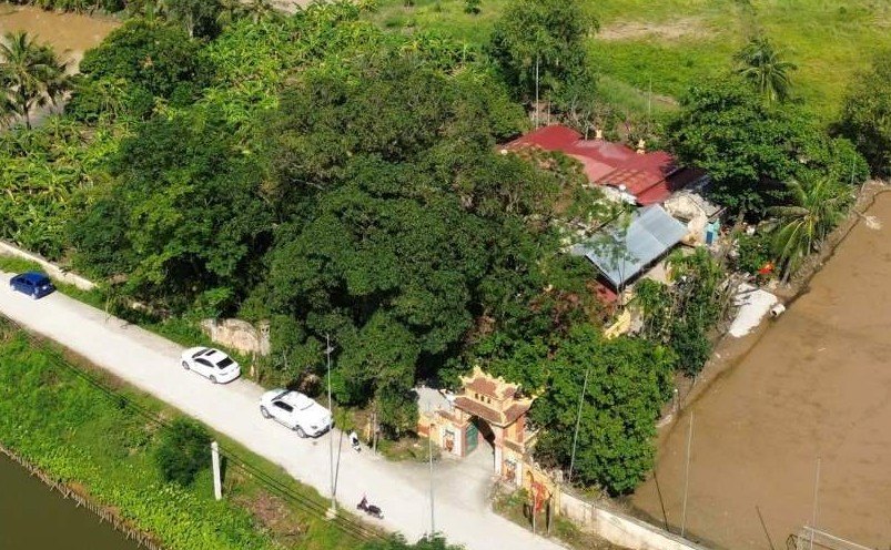 Cay muom om tron khuon vien di tich mieu Lac. Ảnh: Viet Cuong