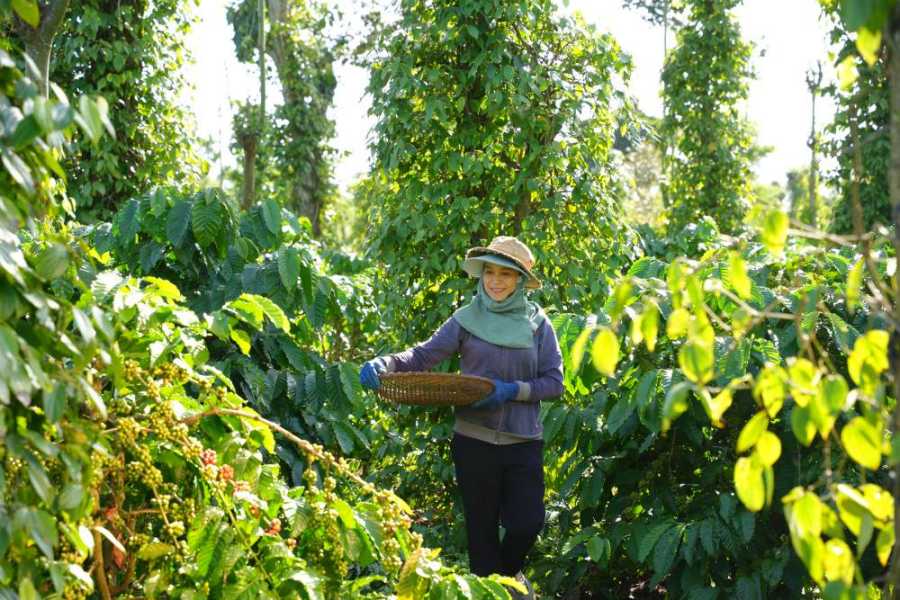 Nong dan tham gia Chuong trinh NESCAFE Plan duoc tap huan phuong phap canh tac ben vung. Anh: Nestle