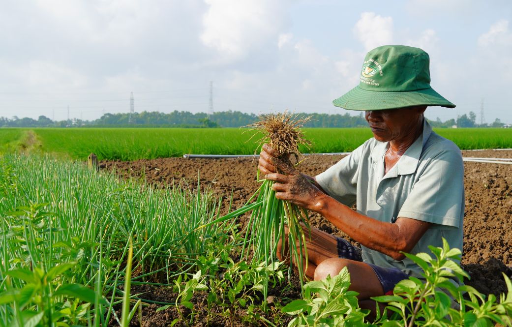 Hanh la tai phuong My Xuyen (TP Can Tho) duoc thuong lai thu mua tu 40.000 - 43.000 dong/kg, tuy nhien nhieu nong dan chua huong duoc loi vi khan hiem nguon de ban. Anh: Phuong Anh