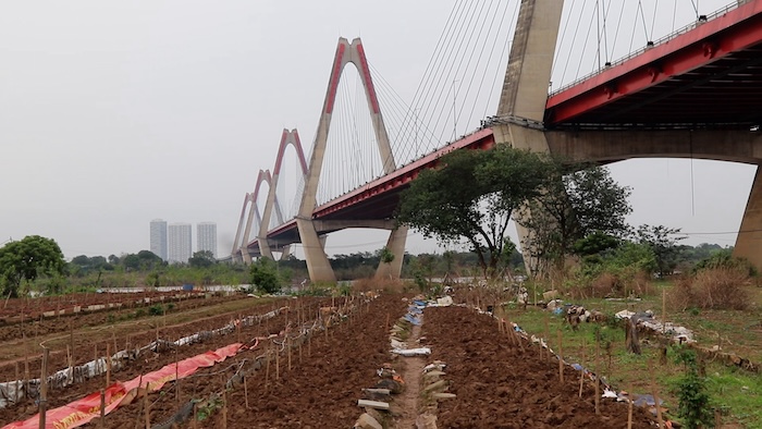 ハノイの花村の農家は「眠れず」、自然災害によるテトの喪失を不安に思っています。写真:Nguyen Linh