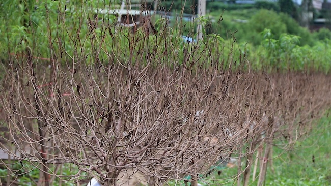 Nhung canh dao chet kho sau nhung tran mua lu. Anh: My Linh