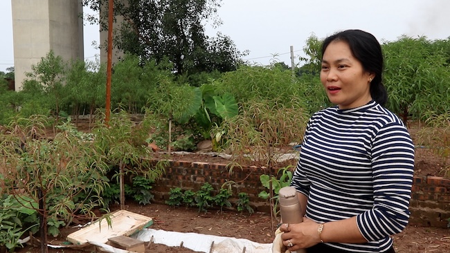 Chi Nguyen Thi Thuy bat luc nhin vuon dao bi ngap trong nuoc lu. Anh: My Linh