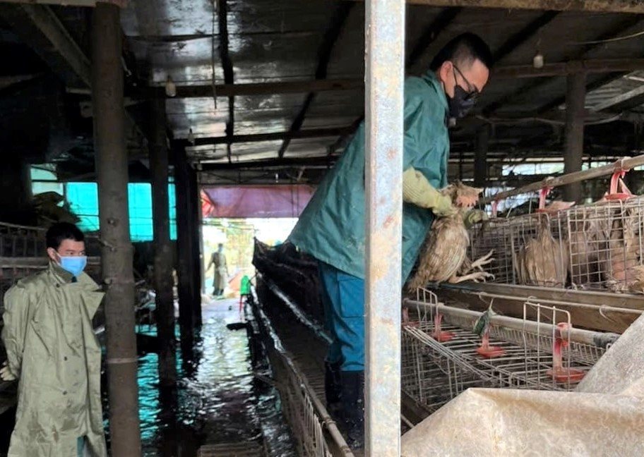 Ve sinh chuong trai, thu gom gia cam bi chet do mua lu tai xa Duc Trong. Anh: An Nhien