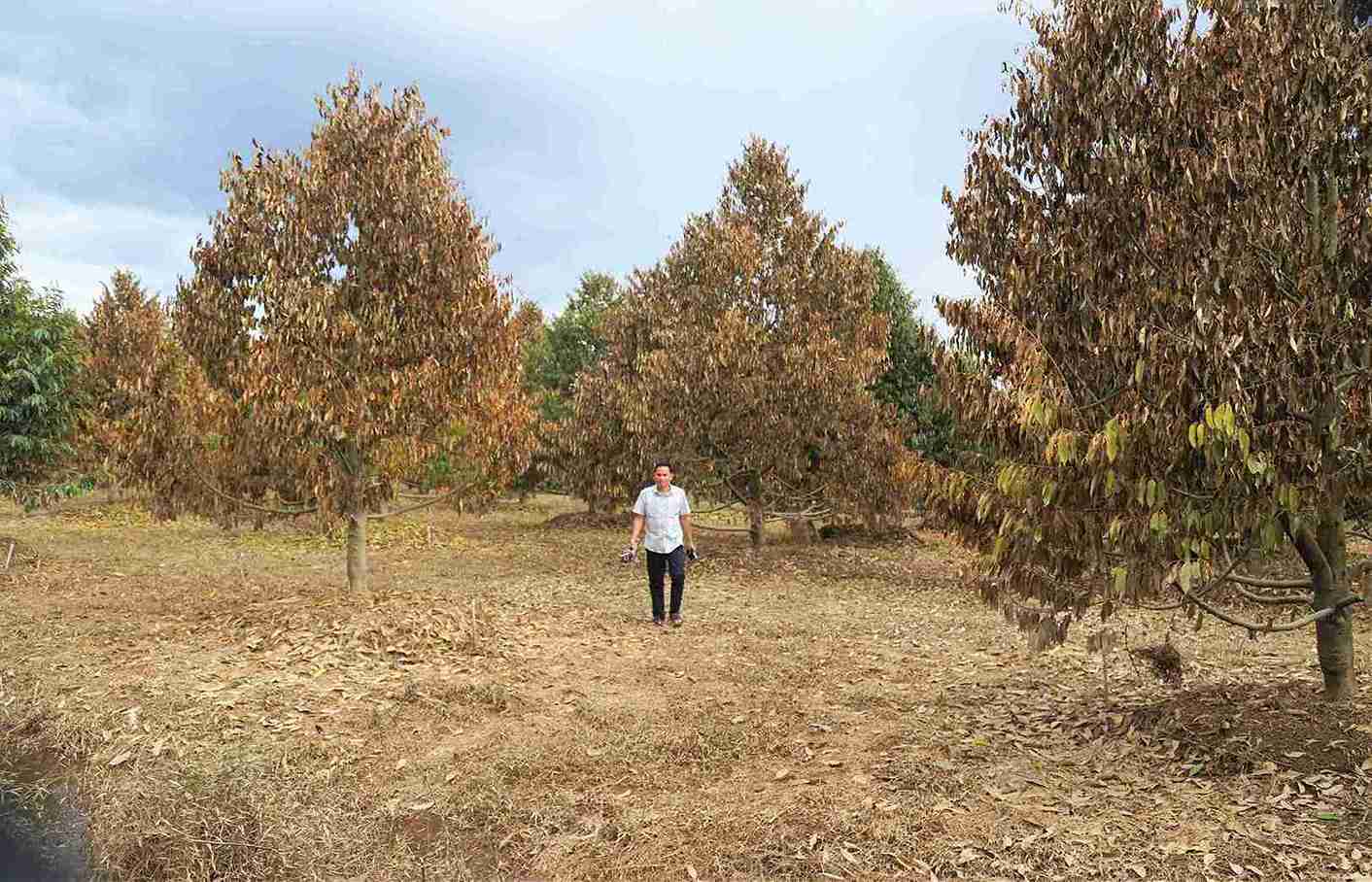 Bi nuoc lu ngap qua lau va bun non boi lap khien vuon sau rieng cua gia dinh  Huynh Tan Chien (xa Cat Tien) bi chet khong the cuu chua. Anh: Phuc Khanh
