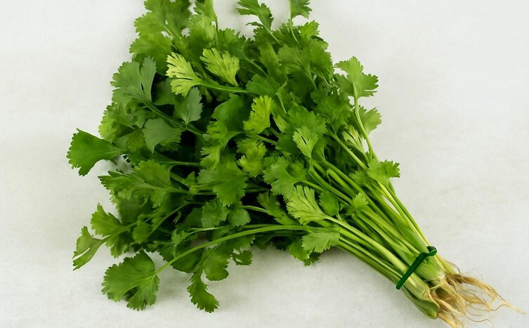 Coriander, a familiar spice but the crystallization of uric acid. Graphics: Huong Giang