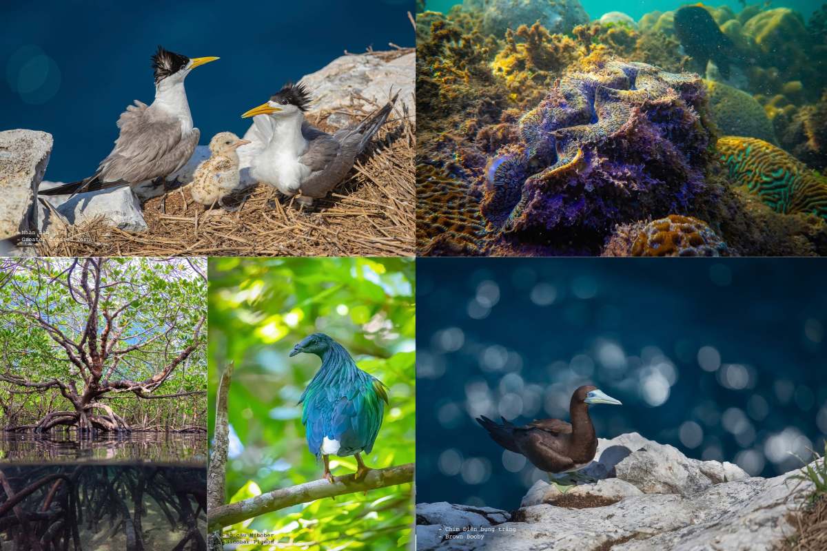 Da dang sinh hoc tai Vuon Quoc gia Con Dao. Anh: VQGCD