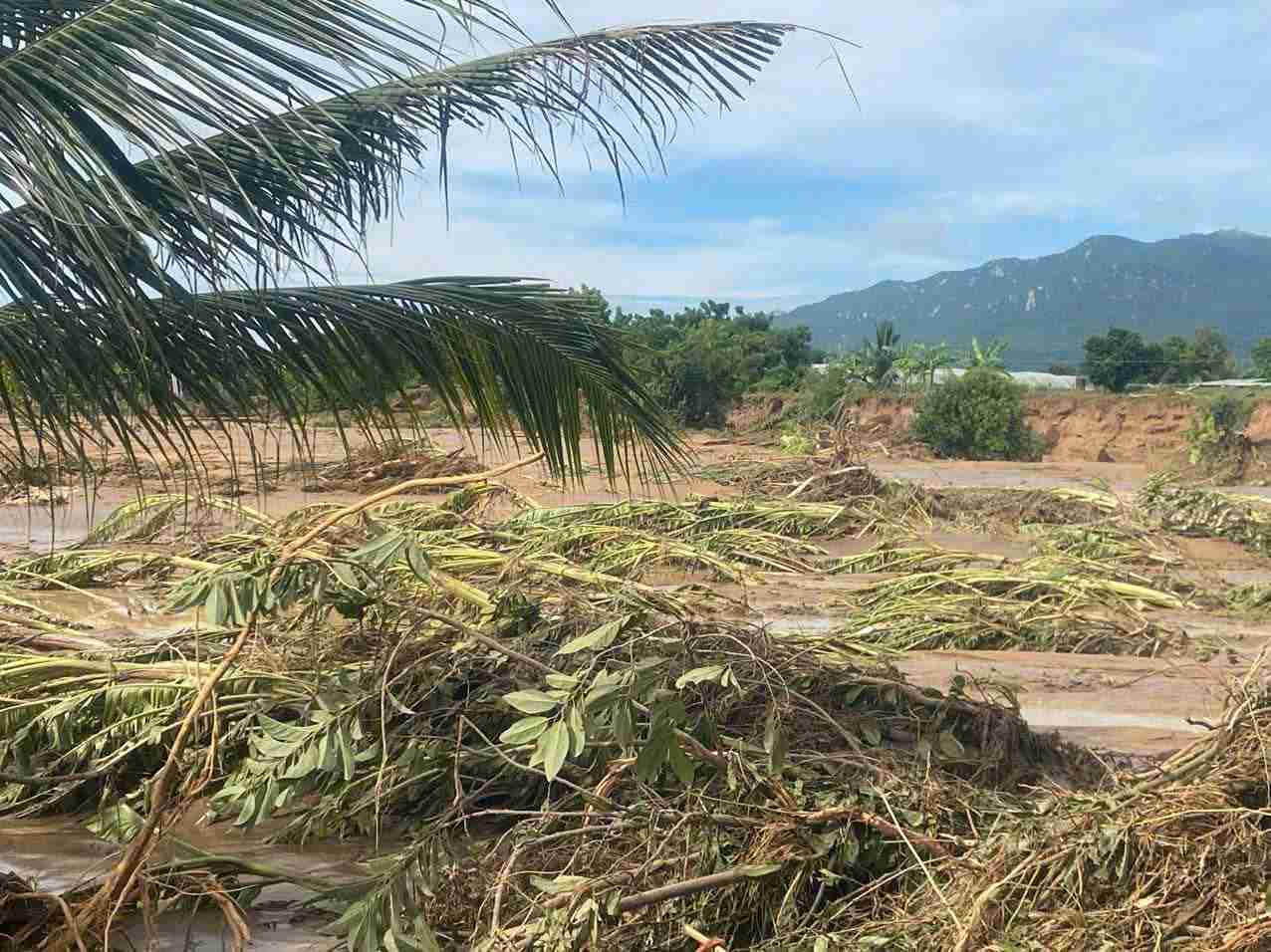 Lu quet lam hu hai cay trong cua nguoi dan thon 2 (xa Tuy Phong). Anh: Phuc Khanh