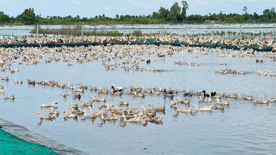 Nhieu ho con ket hop vua nuoi vit va tha ca nuoi trong ruong lua. Anh: Phuong Anh