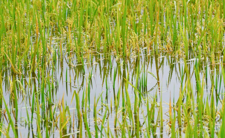 Nhieu dien tich lua Thu Dong tai cac xa My Huong, My Phuoc (TP Can Tho) cung bi ngap nang. Nguoi dan dang tich cuc bom nuoc cuu lua.
